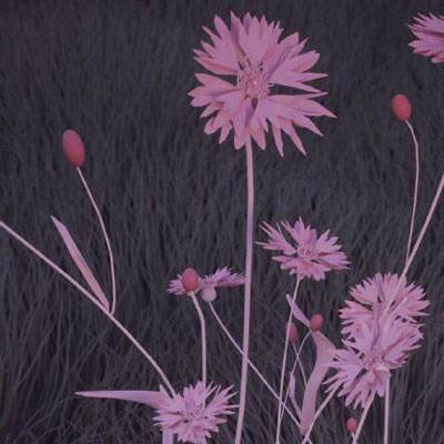 博鱼·体育中国官方网站