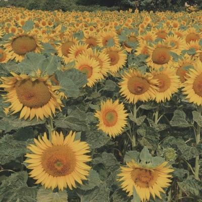 开元棋脾26888官方版最新版