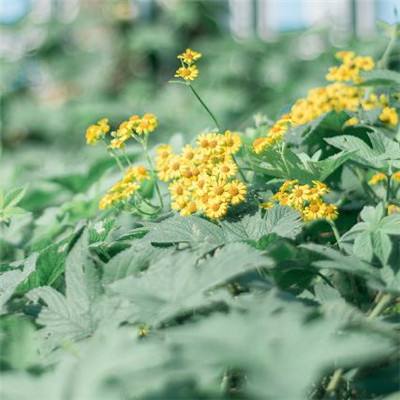 足球游戏下载手机版